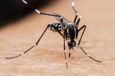 mosquito ross river virus
