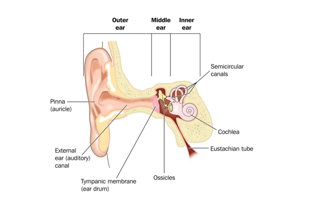 Eustachian Tube Dysfunction a common cause of blocked ears Qoctor
