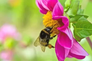 hay fever 1.2 best nasal spray for hay fever